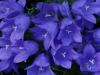 Blue Beauty